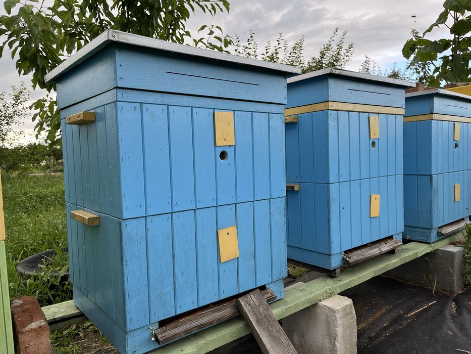 Ule Wielkopolskie 12 Ramkowe