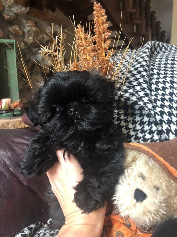 Shih tzu szczenię szuka domku kochanego.