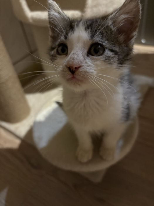 Oddam w dobre ręce kotki