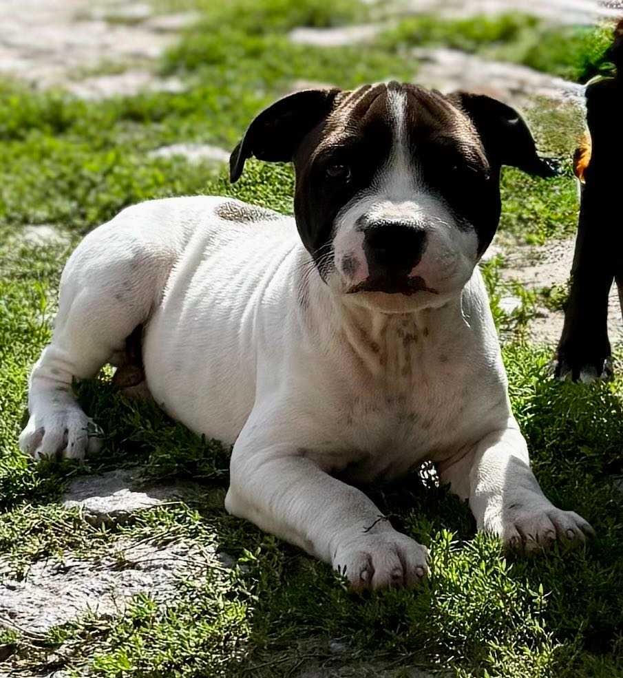 Staffordshire Bull Terrier FCI