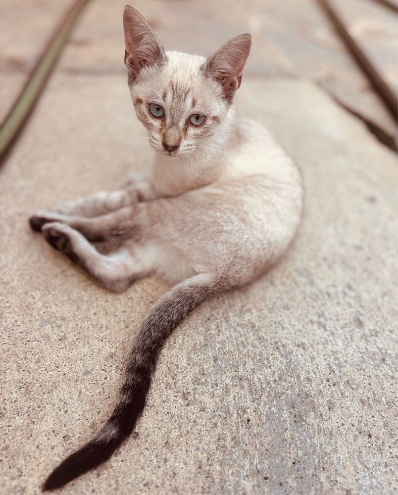 Gatinha com 3 meses para adoção