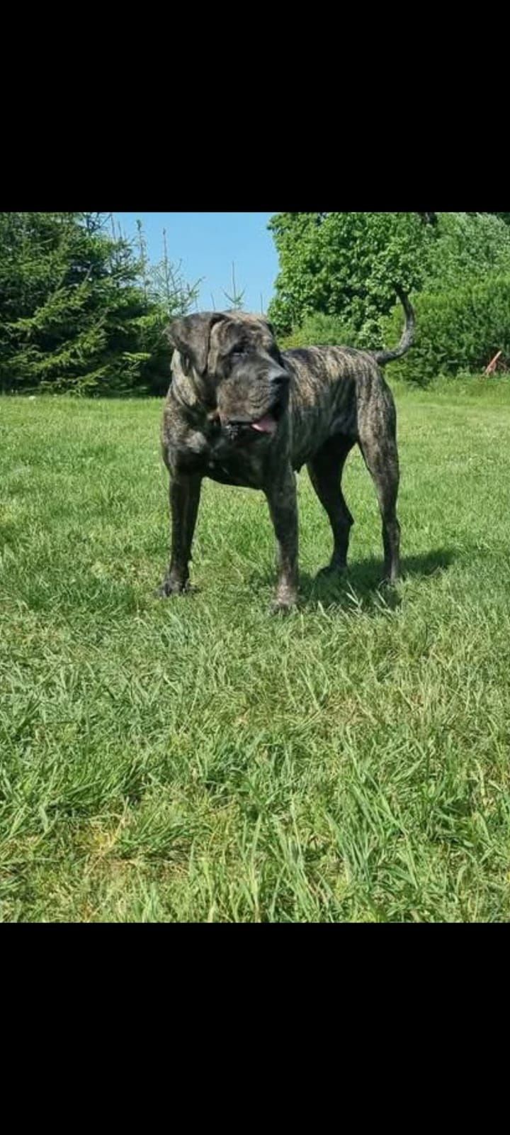 Szczeniak presa Canario