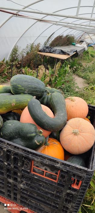 Kapusta szatkowana z własnego gospodarstwa