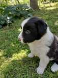 Piesek Border Collie | Szczeniaki Border Collie | REZERWACJA