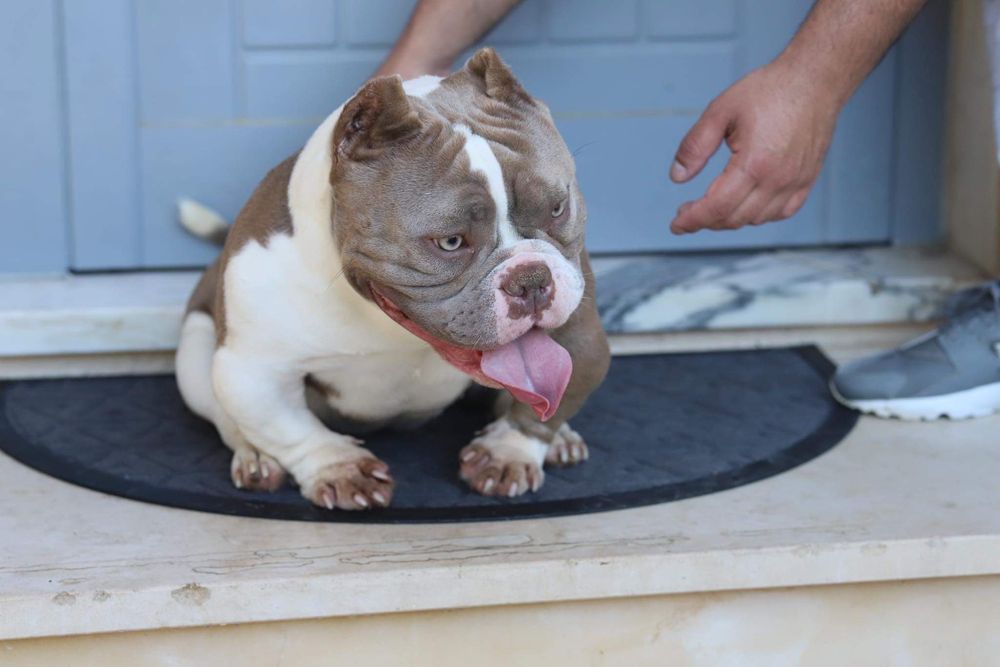 American Bully Micro Exotic