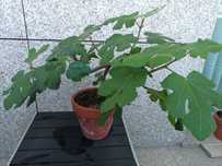 Figueira – Ficus Carica - 5 Anos