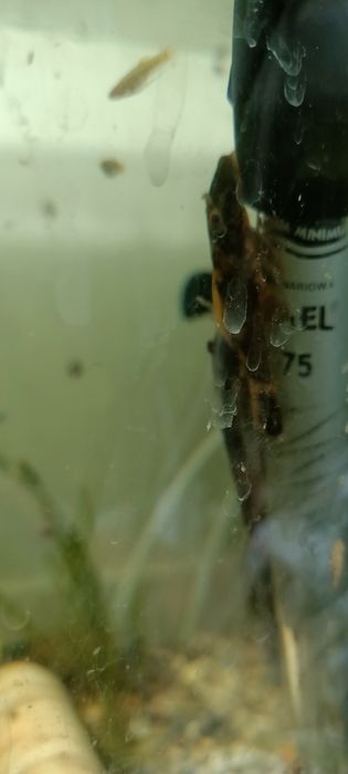 Zbrojnik lda 16 calico glonojad ancistrus.