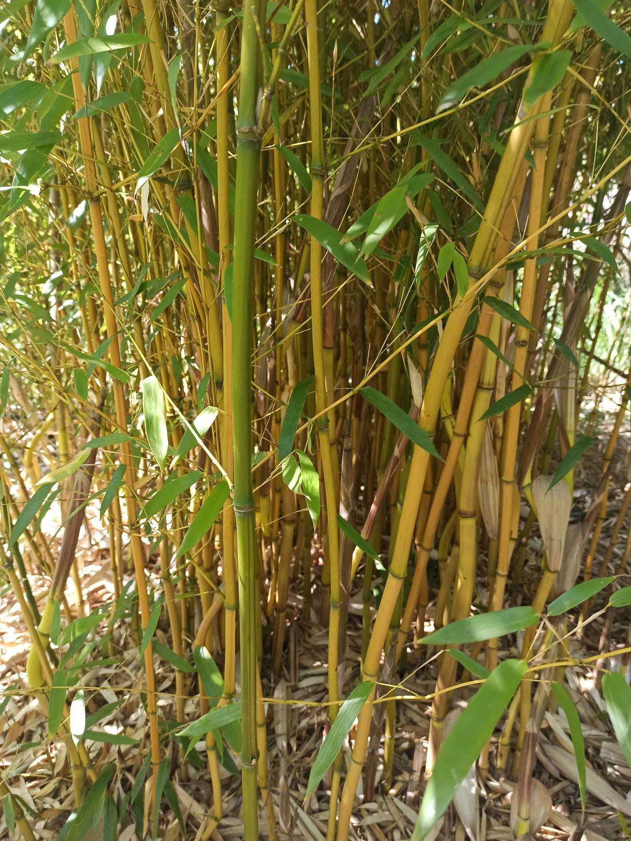 Bambusy mrozoodporne,zimozielone.Phyllostachys vivax shanghai 3 inne.