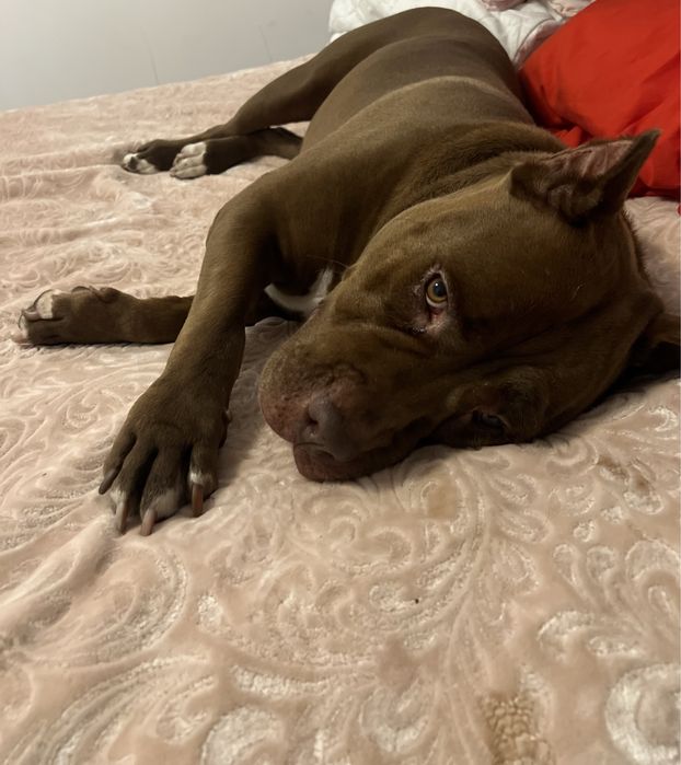 Coco rasy American Pit Bull szuka domku