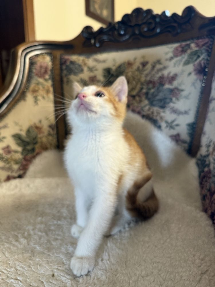 Kotki do adopcji