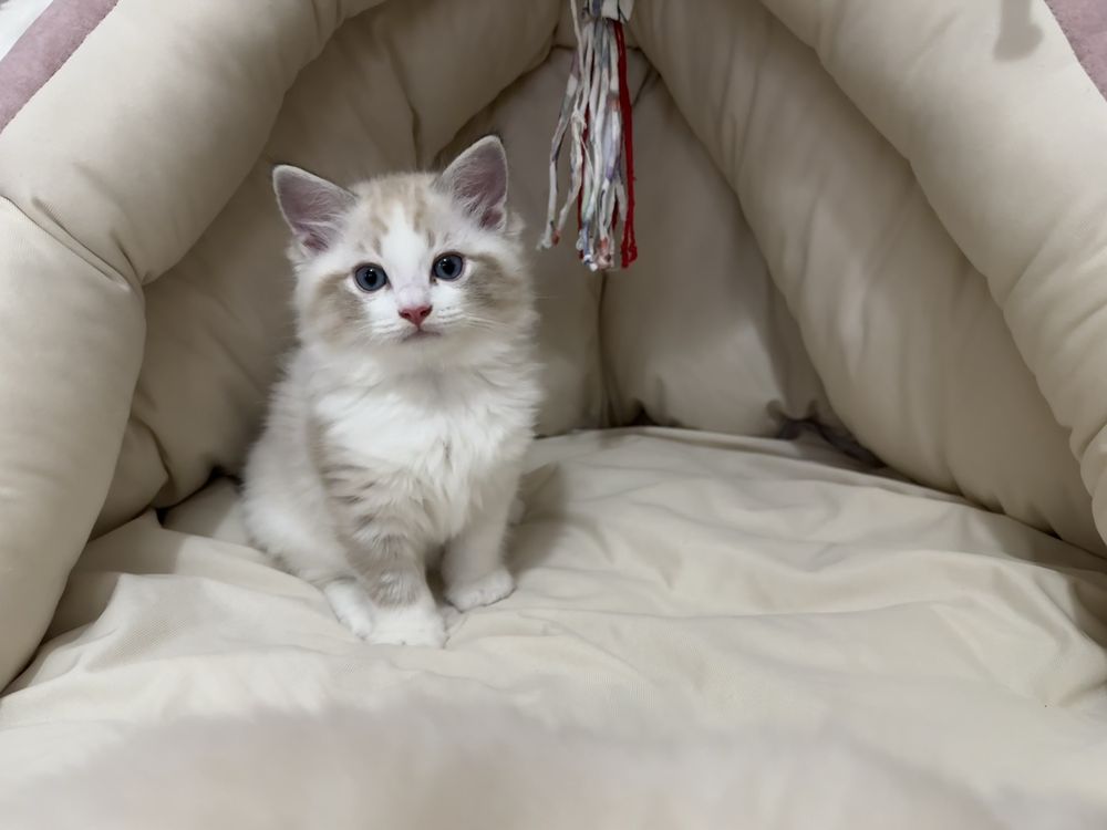 Ragdoll kociak kocurek
