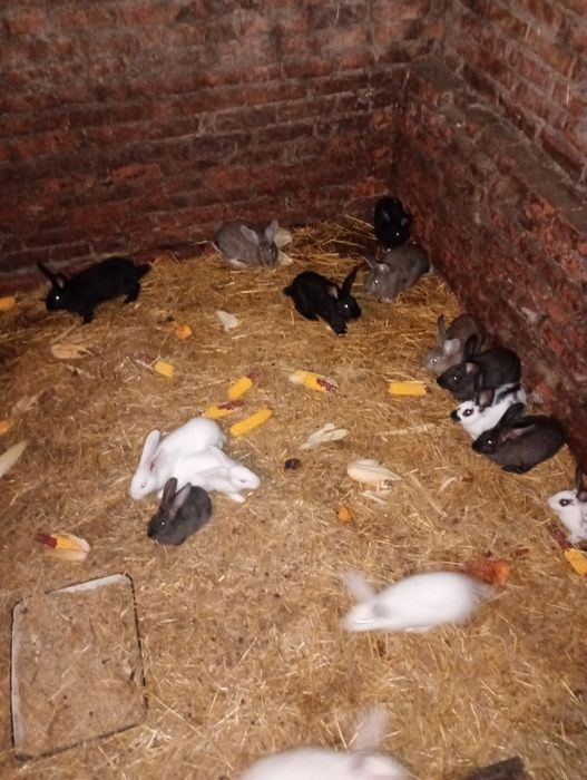 Кролі та кролиці