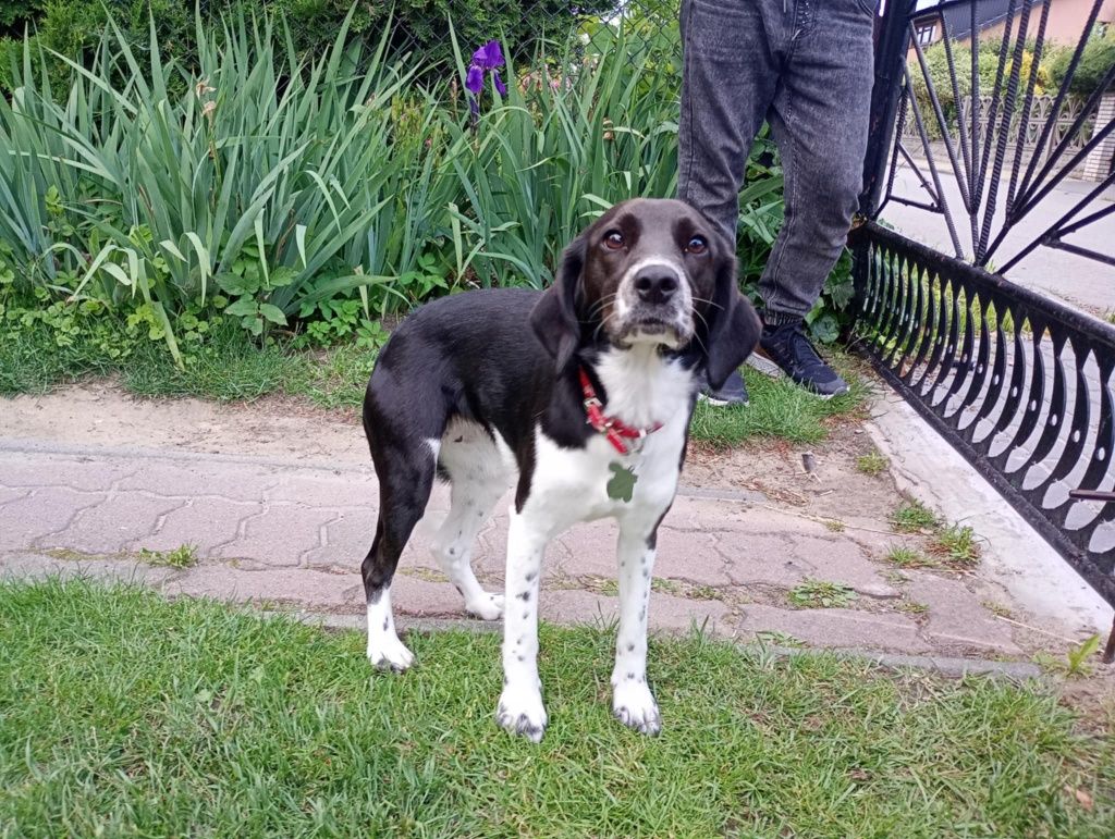 Oddam suczkę roczną mieszanka beagle-spaniel