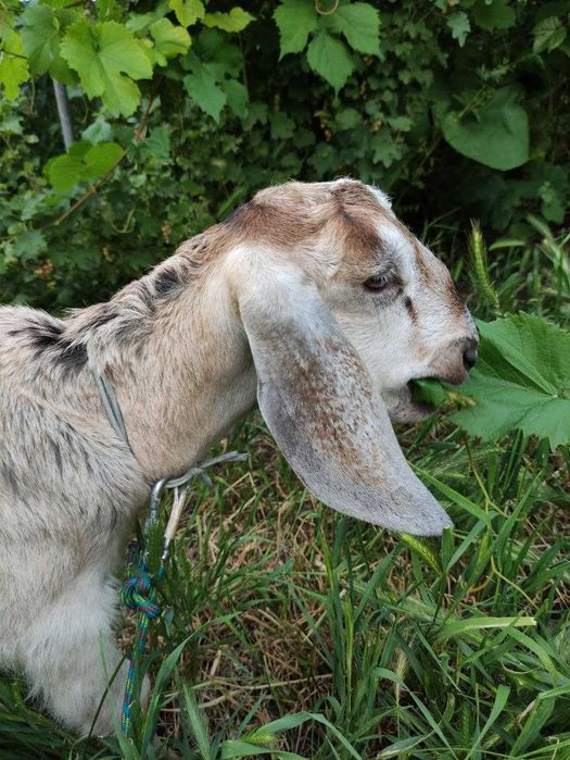 Продам англо-нубійського козла, Кам'янське, Романково