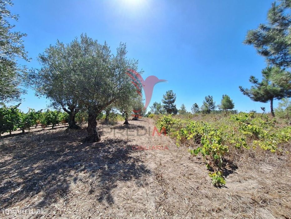 Terreno rústico, situado no Alto do Vale de Santarém