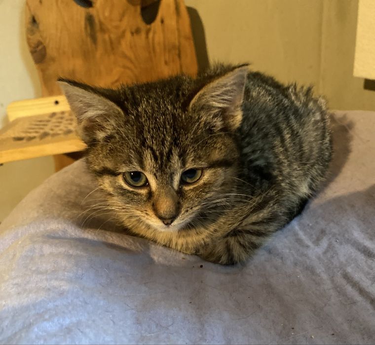 Bury 3 miesięczny kotek do adopcji