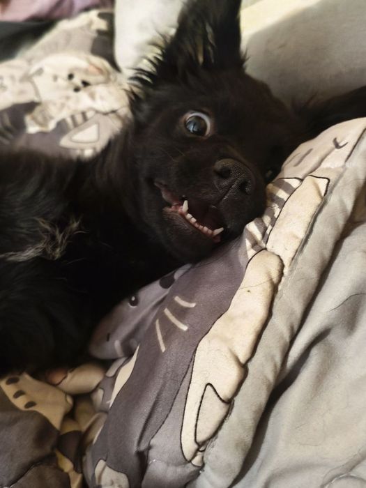 Кумедна дівчинка) Цуценя‼️