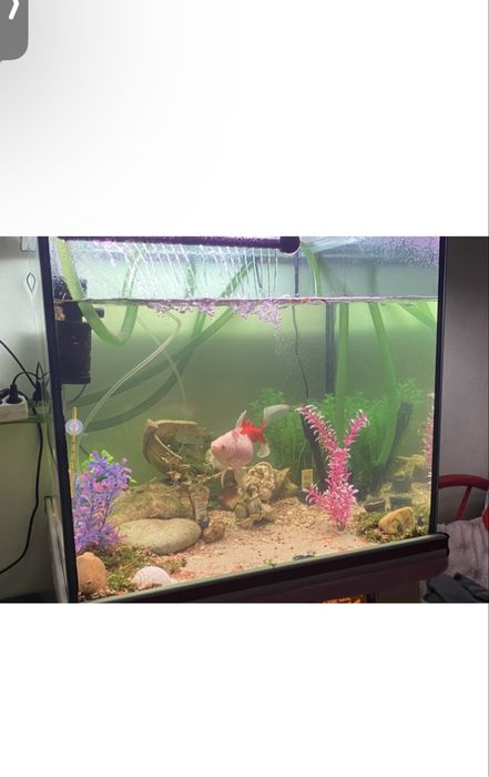 Aquario/terrario 250 litros