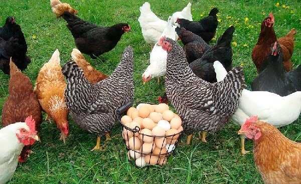 Мясояєчний  крос   Радуга,  яйце  інкубаційне.