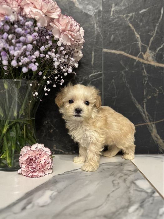 Золотистий хлопчик міні мальтіпу ф1 в Луцьку