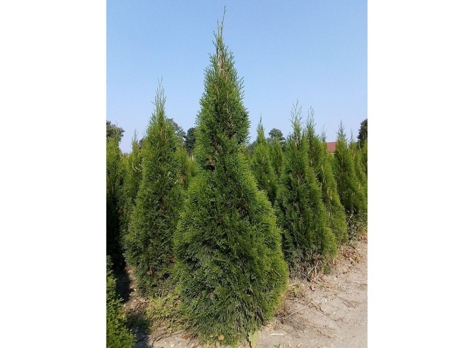 Thuja Smaragd 100,120,140,150,160 cm! Tuja Szmaragd! Tuje! Sadzimy!