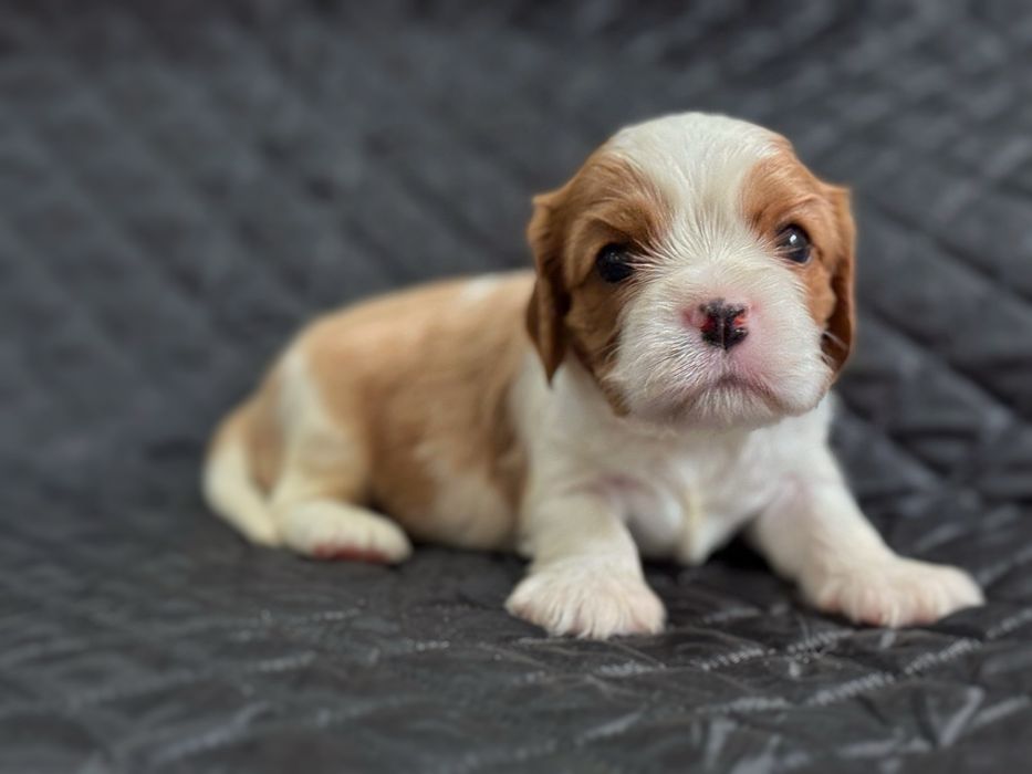 Cavalier King Charles Spaniel FCI suczka szczenięta
