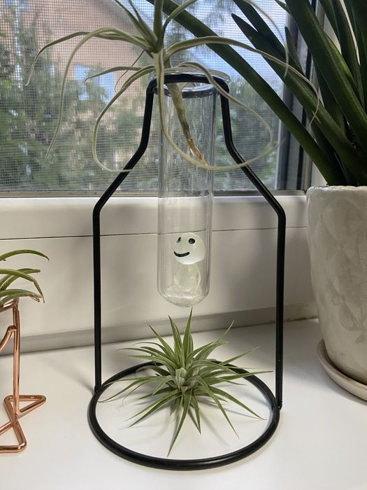 Тілантсія іонанта