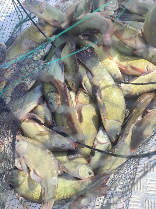 karaś japoniec kroczek szczupak karp lin amur