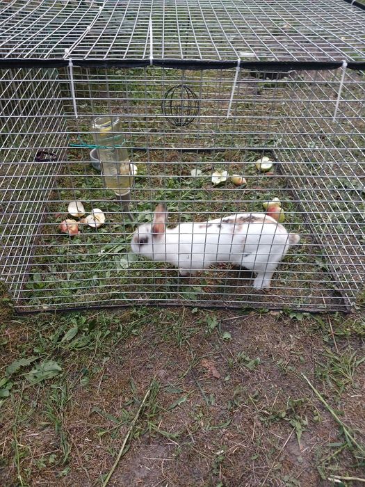 Декоративний кролик