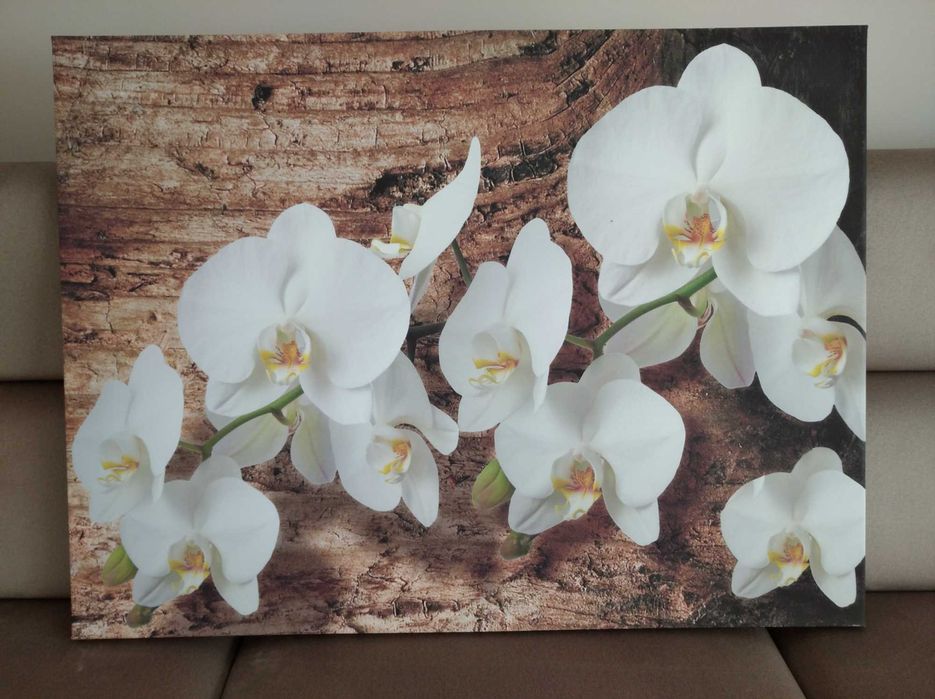 Sprzedam obraz ze storczykiem