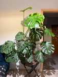 Monstera 150x 150 cm
