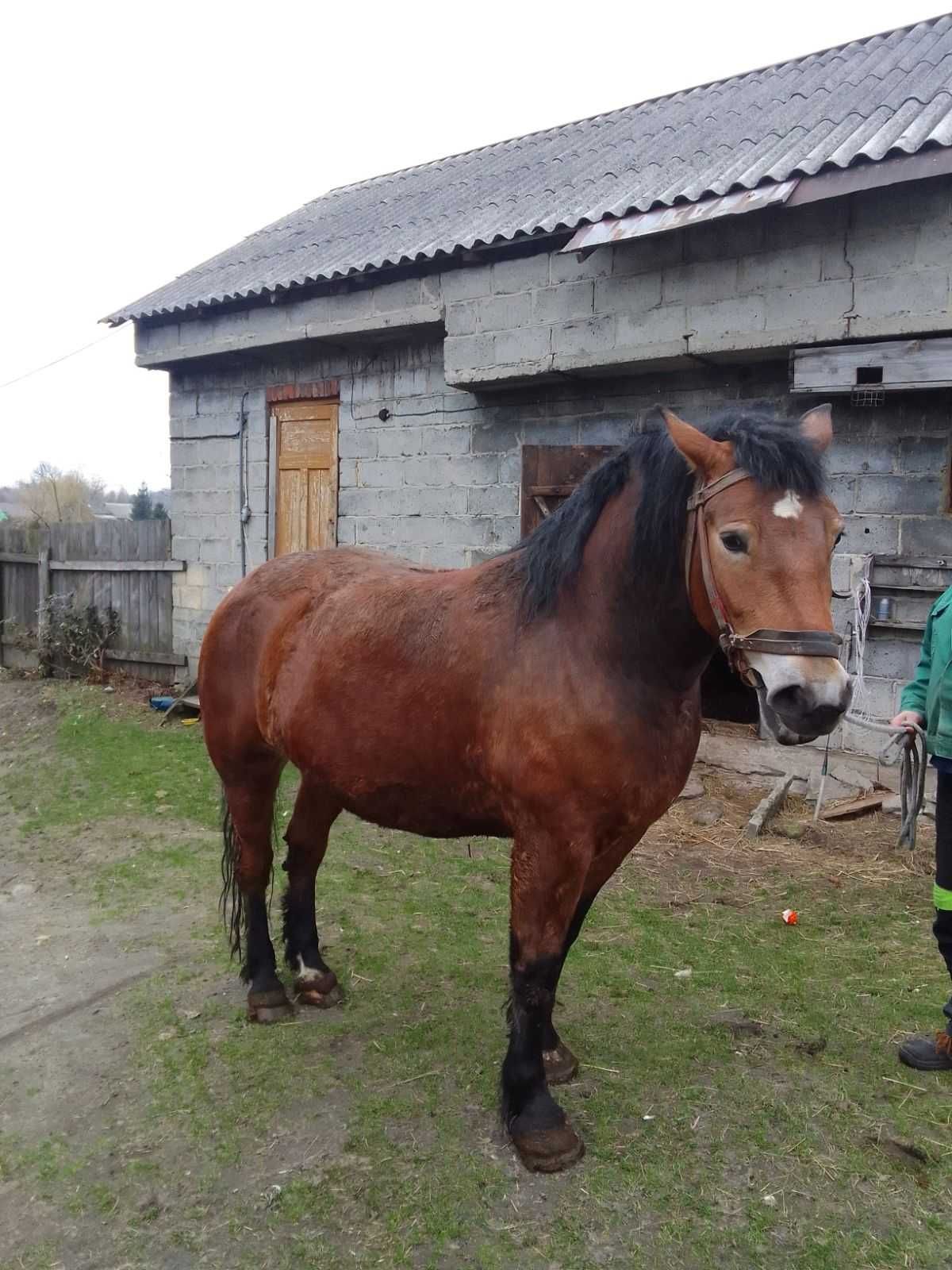 Sprzedam klacz zimnokrwistą