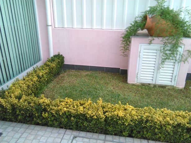 Arbustos Euonymus para Sebes com 55 cm