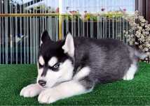 Suczka Siberian Husky
