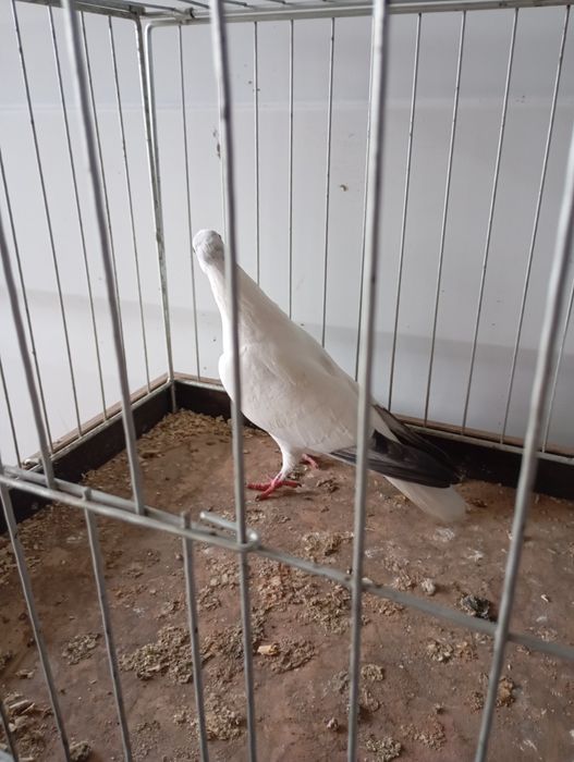 Bocian budapesztański