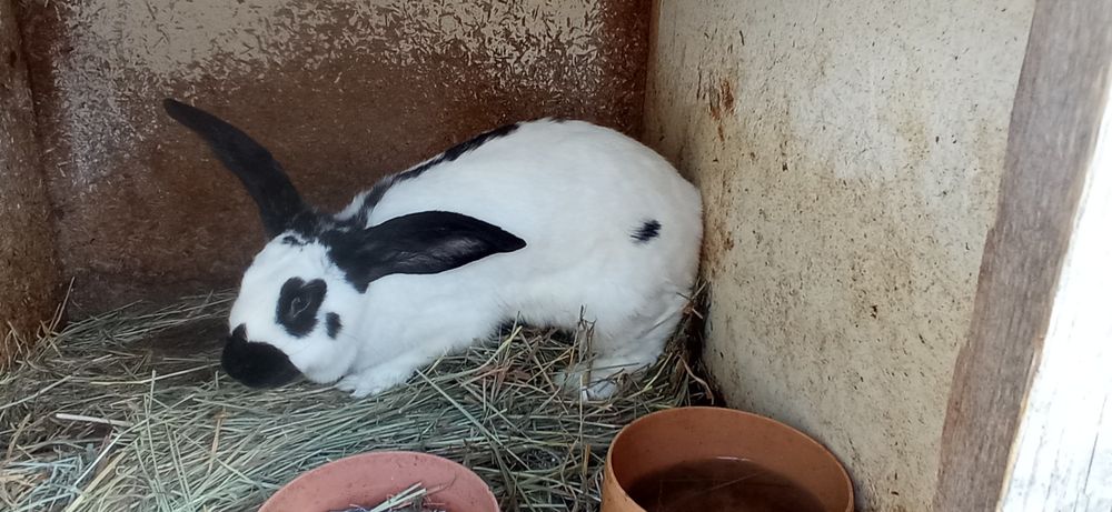 Sprzedam samice srokacza