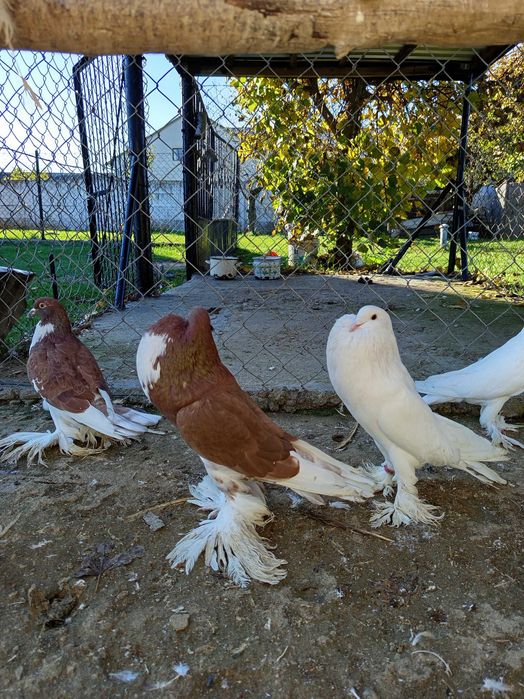 Gołębie garłacze pomorskie