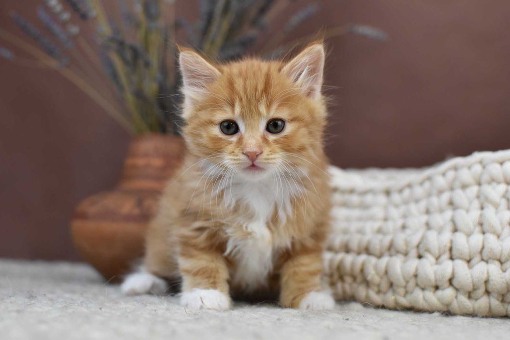 Kurylski Bobtail- Kocięta Rodowód FPL/FIFE- Hodowla Dynastia Kuryla*PL