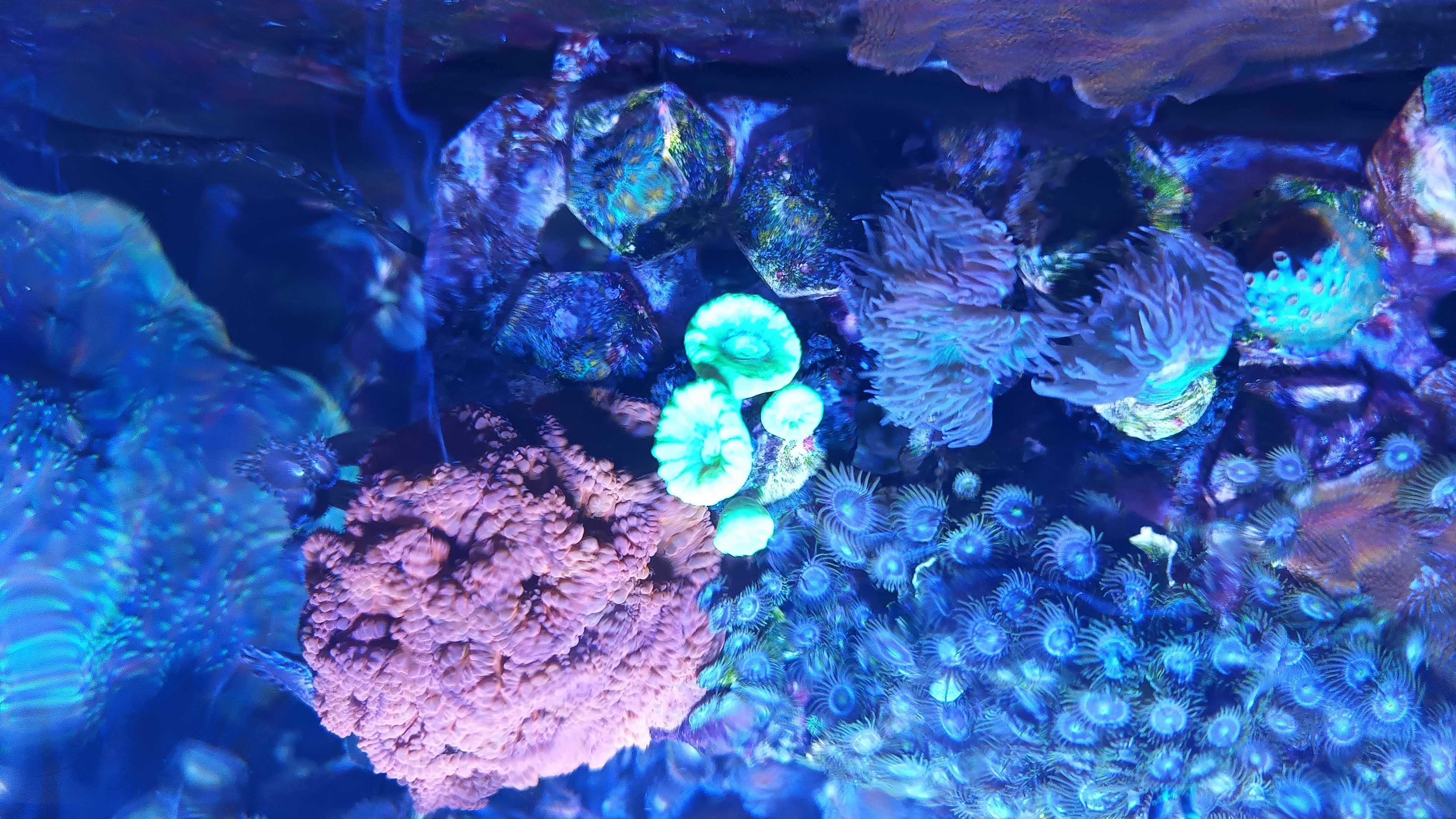 Koral Caulastrea furcata fluo LPS