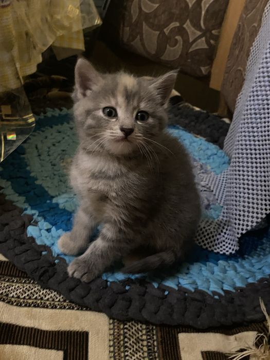 Віддам котика в добрі руки