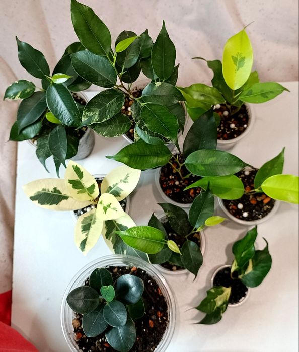 Распродажа растений