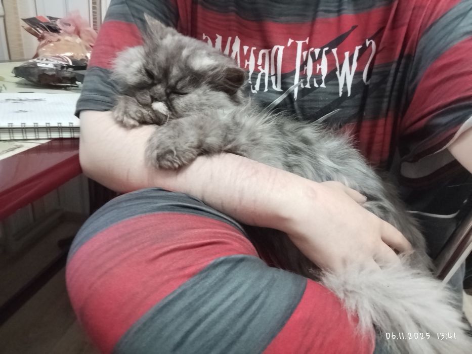 отдам кошечку в добрые руки