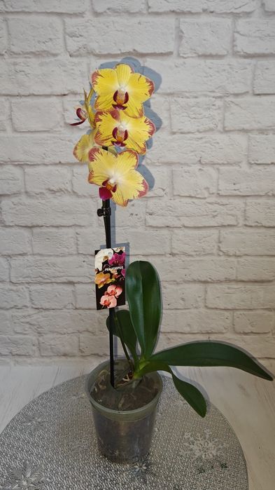 Орхідея Фаленопсис Мультифлора Будда Пиріг Аромка Аватар Карибська