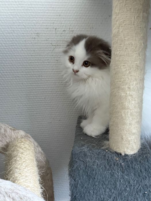 Gatinha Scottish Fold