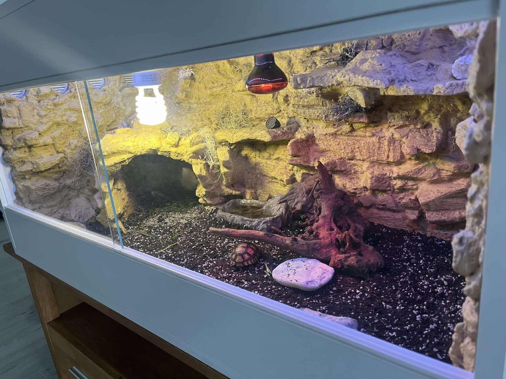 Terrarium pustynne, tropikalne. Żółw, jaszczurka.