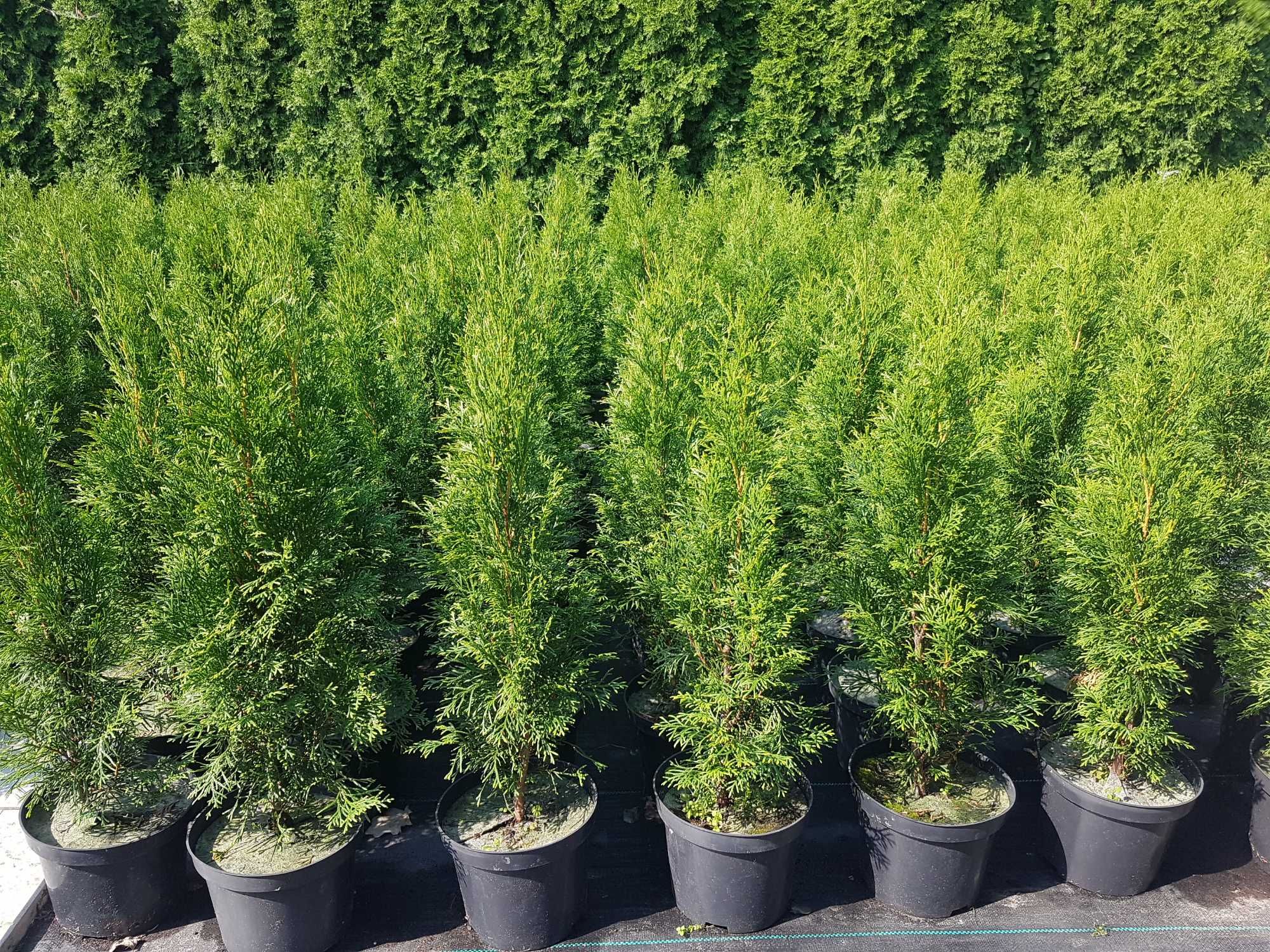 Tuje Szmaragd tuja Smaragd 60 - 70cm w doniczce 3 litry. Od producenta