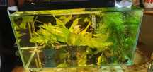 Akwarium FLUVAL z Życiem