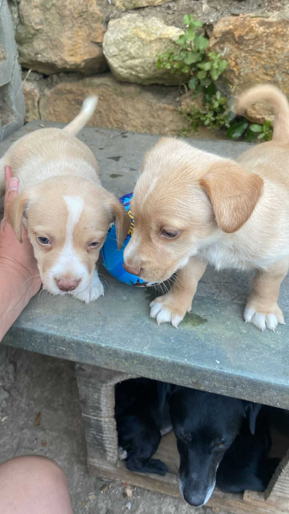 Floco e Bobi - Bebés para Adopção