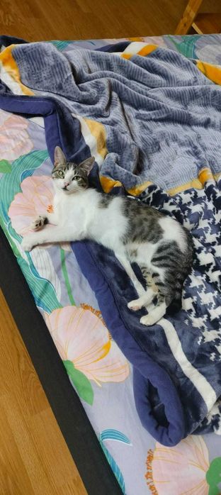 Gata gatinha 7 meses para adoção consciente