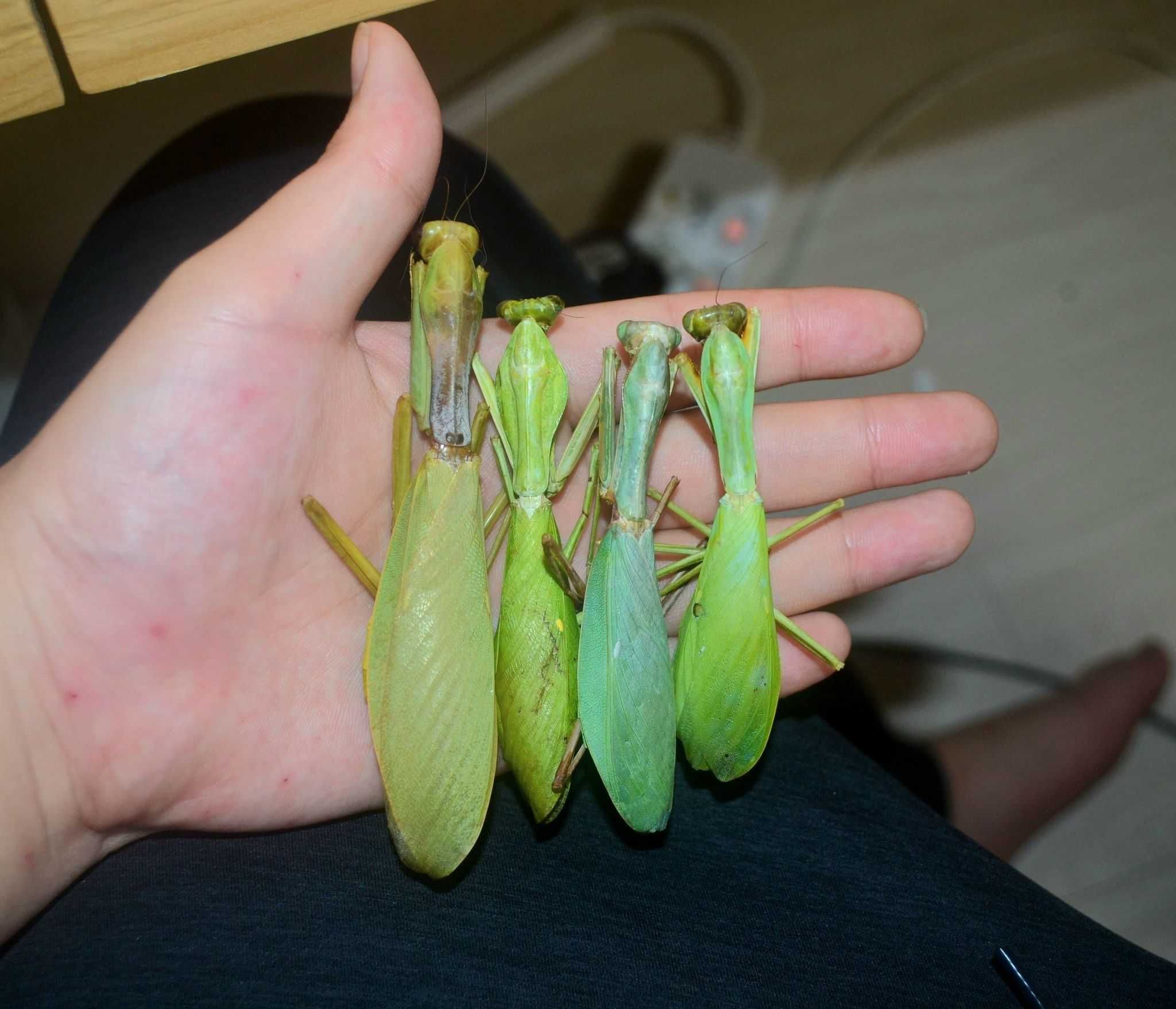 Hierodula grandis Jedna z najwiekszych modliszek